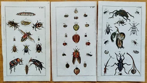 Beetle 3 Prints (F) - Wilhelm Original Colored Print - 1800 - Picture 1 of 1