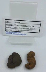 Washington State Coprolite Genuine Fossilized Feces Poop Dung CP15 - Picture 1 of 4