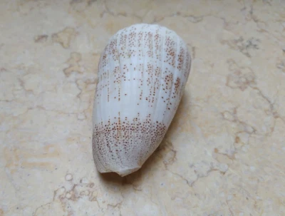 Conus Arenatus Beautiful wow Pattern Coloration 88.3mm Aequipunctata Huge shell - Image 1 of 4