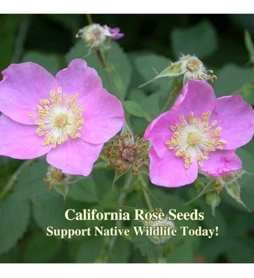 Semillas de rosas silvestres Semillas nativas de California Rosa californica Semilla polinizadora para abeja Foto 1 de 3