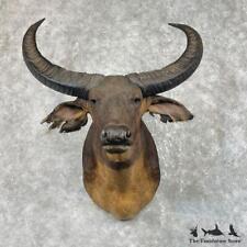 #26204 WC | South Pacific Water Buffalo Shoulder Taxidermy Head Mount