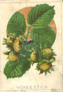 Image ancienne chromo noisettes librairie d'éducation nationale Paris - Picture 1 of 2