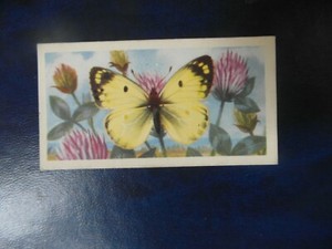 Great Britain Brooke Bond original 1963 tea card "British Butterflies",  No.45. 