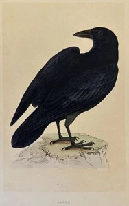 MORRIS RAVEN CORVO ACQUARELLATO UCCELLI ORNITOLOGIA BIRDS BIRD 1870 - Foto 1 di 2