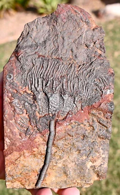 All Natural Silurian Crinoid, Scyphocrinites, Erfoud, Morocco #2 - Image 1 of 3