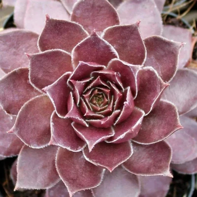 Chocolate Kiss Succulent Plant - Hens & Chicks Sempervivum -Chick Charms™ -4"pot - Image 1 of 2