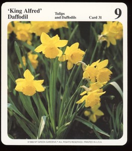 King Alfred Daffodil  My Green Gardens Card Tulips And Daffodils Flowers