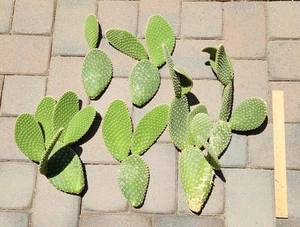 Opuntia Microdasys Bunny Ears Prickly Pear Cactus Live Pad Segment Cutting Lot - Picture 1 of 1