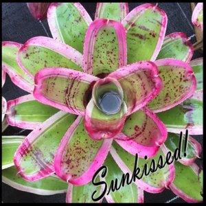Neo MORADO - Small Size Grower, Neoregelia, Bromeliad - Picture 1 of 10
