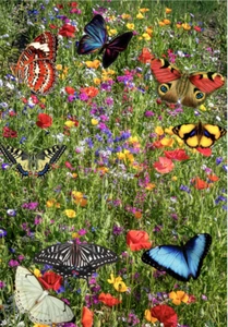 Wild flower seeds UK pure  Scented  NO GRASS Bee Butterfly Mix Meadow Garden UK - Picture 1 of 9