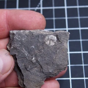 32gr Trilobite Checo Aulacopleura konincki (Barrande, 1846) Fósiles Silúricos 469 - Imagen 1 de 7