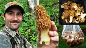 Morel Mushroom Spores in Sawdust Bag Jumbo Grow Kit Makes 25 gal FREE SHIPPING - Picture 1 of 3