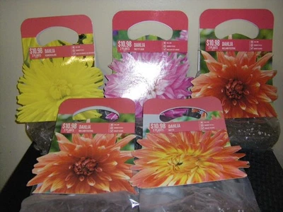 Paquetes mixtos de dalia cierre. Foto 1 de 4