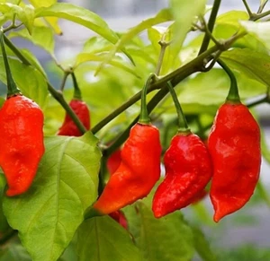 Chilli Red Bhut Jolokia Ghost Seeds Hot Red Pepper Seeds Red Pepper Chilli Seeds - Picture 1 of 1