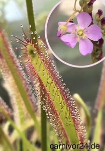 100x Samen Drosera capensis, Sonnentau, Fleischfressende Pflanzen, Karnivoren - Bild 1 von 11