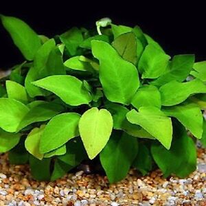 anubia nana   6/8 feuilles minimum  plante aquarium  facile tres robuste