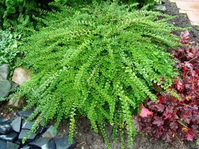 Chinesische Böschungsmyrte 20-30 cm im Container - Bild 1 von 4