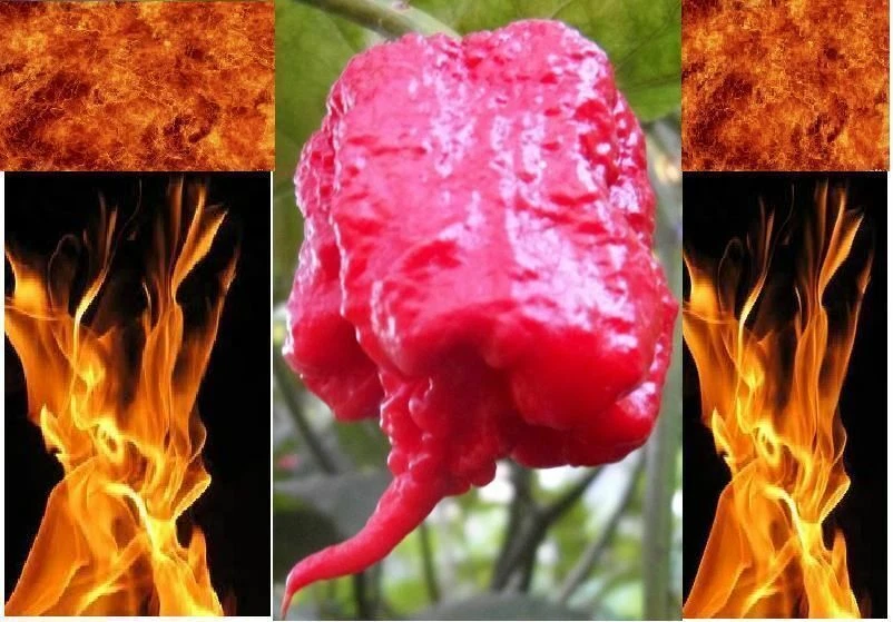 Semillas de pimienta súper calientes lista de variedades raras Carolina Reaper Ghost Trinidad Chili Foto 1 de 1