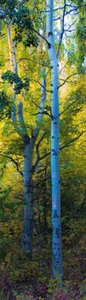 3D - BOSQUE - Marcador - Imagen 1 de 1