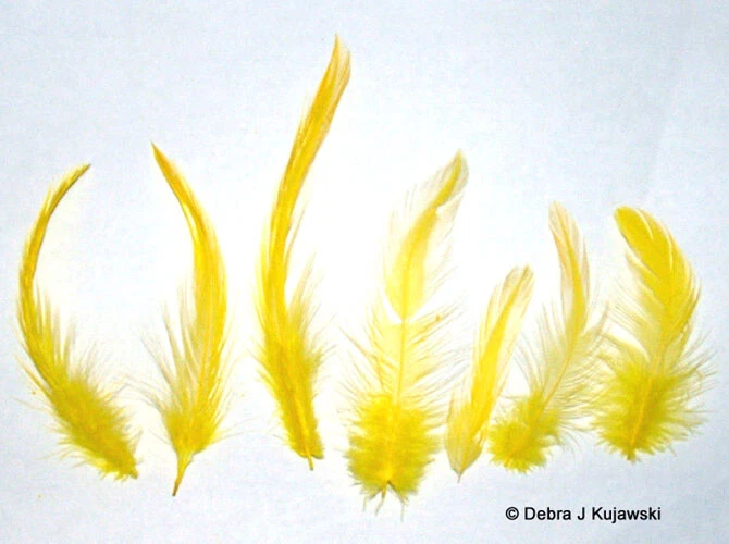 Plumas de gallo Hackle 2-6" teñidas sueltas bolsa de 7 gramos (1/4 oz) aproximadamente 150 unidades Foto 1 de 1