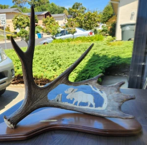 Moose Antler Carving - Lone Bull - "Majesty" by Kimberly Barhaug - Picture 1 of 15