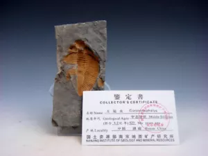 Authentisches antikes Trilobit-Fossil mit Sammlerzertifikat #12211912 - Bild 1 von 8