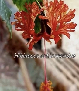 Hibiskus Schizopetalus Koralleneibisch Pflanze - Bild 1 von 6