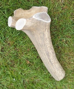 Red Deer Antler Natural Dog Chew Long Lasting Huge Very Large MONARCH - Picture 1 of 3