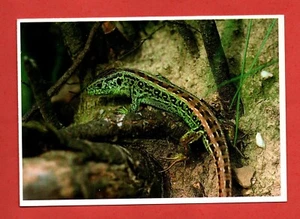 REPTILE postcard SAND LIZARD snake animal bird nature Europe - Bild 1 von 2