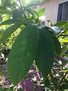 14 Sour Sop Leaves Hojas De Guanabana 100% Organic Pure Dried Leaf Natural - Picture 1 of 2