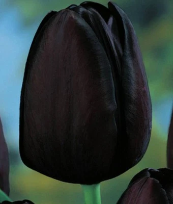 20 Tulpenzwiebeln Cafe Noir Tulpen Blumenzwiebeln Lieferbar 9.9. - Bild 1 von 2