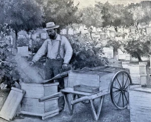1896 Arcadian Bee Ranching in California ilustrado - Imagen 1 de 4