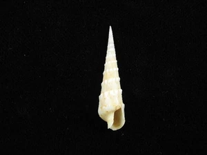 Sea Shell Oxymeris crenulata 38.5mm ID#9511 - Picture 1 of 2