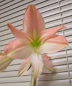 PEACH SURPRISE AMARYLLIS HIPPEASTRUM BULBS - 1 Medium Bulb/Starter - Picture 1 of 2