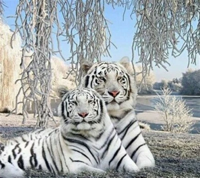 5D Diamond Painting Kit Full Round Drill 2 White Tigers 30X20 CM Craft Art DYI - image 1 of 2