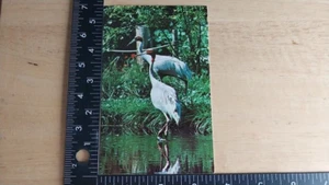 Walt Disney World Postcard Scarlet Ibis Exotic Birds Roam Discovery Island - Picture 1 of 4