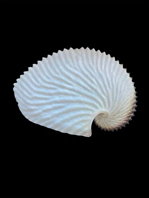 Sea shells Argonauta argo 133mm Aquarium Decoration Products creative gifts - Image 1 of 4
