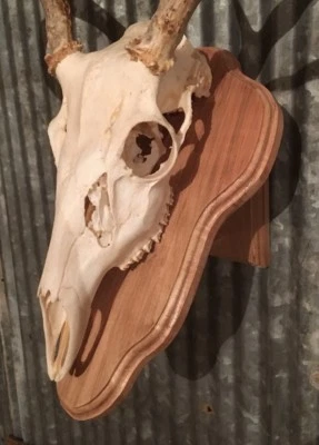 European Deer Skull Mount Wall / Table Pedestal made from Spalted Maple - Image 1 of 4