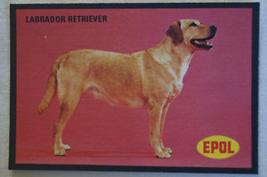 Dogs Vintage 1974 Epol Animal Feeds Colour Collector Card - Labrador Retriever