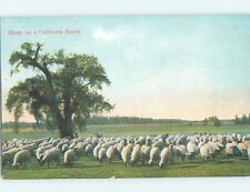 Divided-back SHEEP ON RANCH FARM State Of California CA AD5058