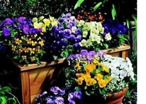 10 X VIOLA PENNY SERIES MINI PLUG PLANTS choice of varieties pre order - Picture 1 of 25