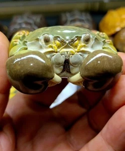 Animal Planet A Series Of Laugh And Grow Fat VI Hairy Crabs Resin Statue Toy New - Bild 1 von 7