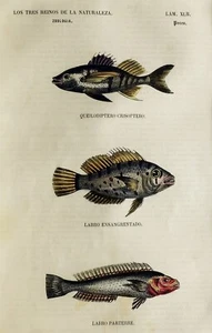 (P1) Grabado original 1853 coloreado a mano con passepartú (05520) - Imagen 1 de 2