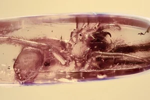 Large SPIDER EXUVIAE Fossil Inclusion Genuine BALTIC AMBER + HQ Pic 250520 - Picture 1 of 6