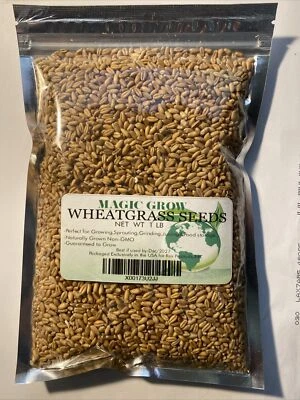 Wheat Grass Seed 1 LB (13,500+seeds) - Guaranteed to Grow ! - Image 1 of 4