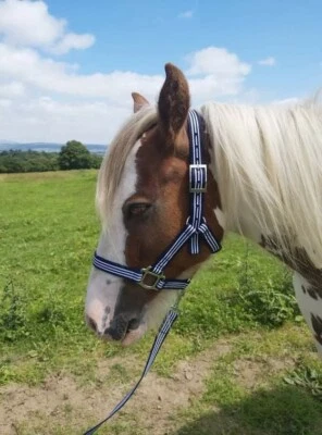 Navy White Stripe Pattern Polypropylene Webbing Headcollar Donkey Size - Image 1 of 4