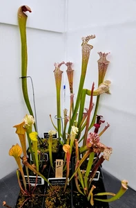 9 Different Young Sarracenias Excellent Crosses! - Lot No: 11 - *18% Discount* - Picture 1 of 1