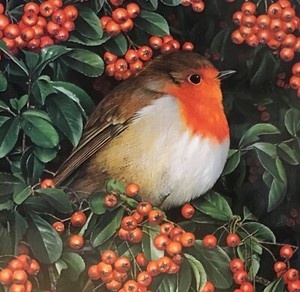 CHARITY CHRISTMAS CARD - ROBIN & RED BERRIES - SINGLE - AP 14 X 14CM