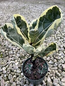 RARE Variegated Lyrata Fiddle Leaf Fig In 6 In. Grower Pot, 12”Tall. Live Plant.