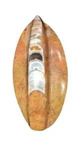 Brown Orthoceras Spear Genuine cephalopod Morocco Fossil Ammonite  Fossil - Picture 1 of 10